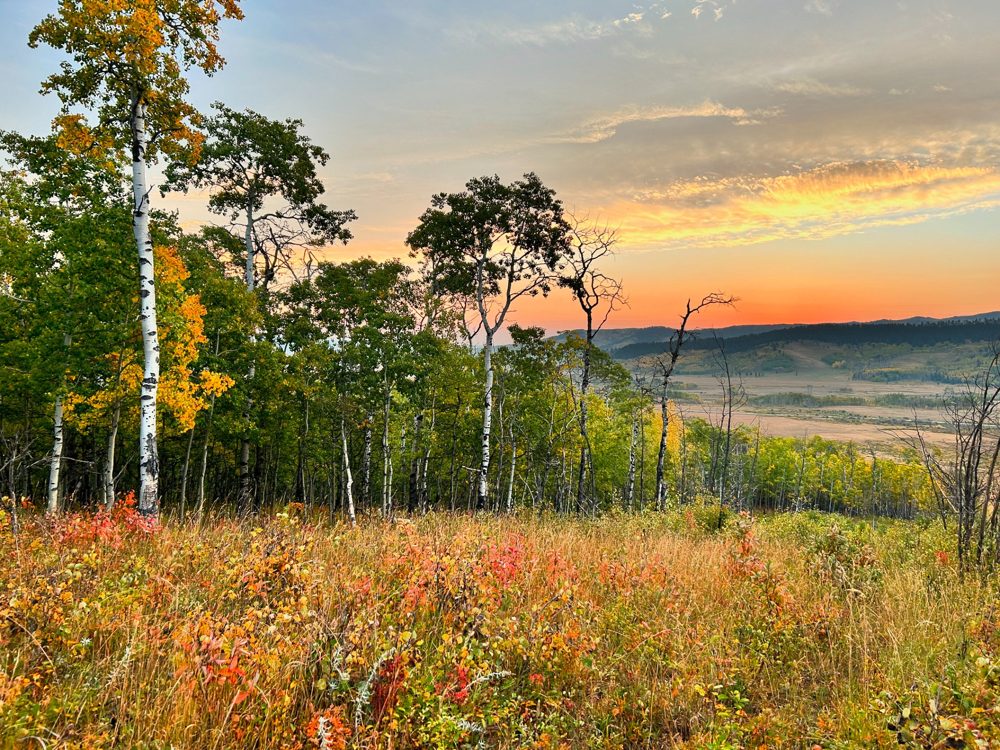 Autumn leaves and prairie grasses at sunset