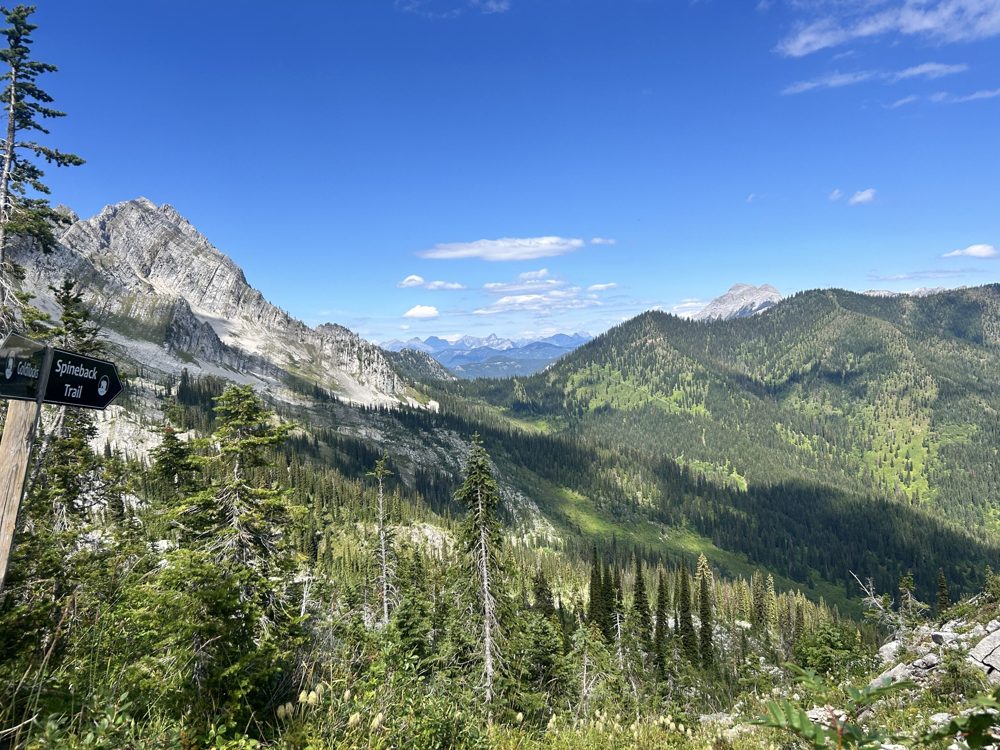 Mountain valley and evergreen forest